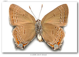 Image of Edwards Hairstreak