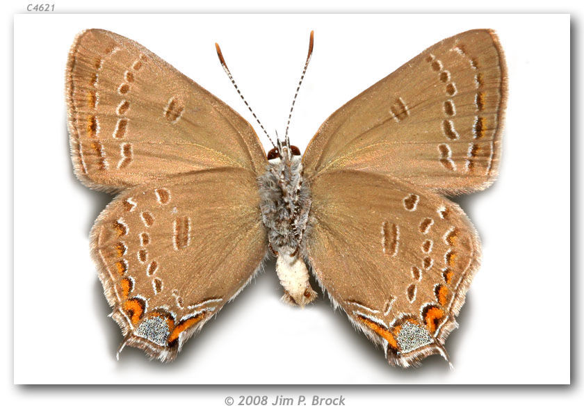 Image of Edwards Hairstreak