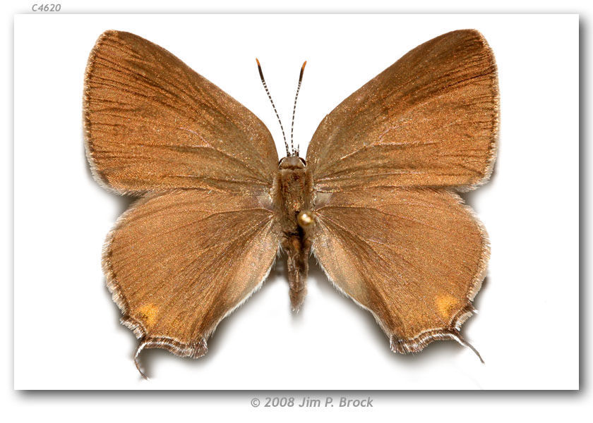 Image of Edwards Hairstreak