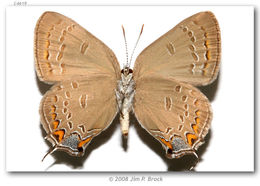 Image of Edwards Hairstreak