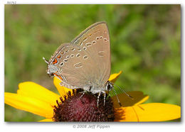 Image of Edwards Hairstreak