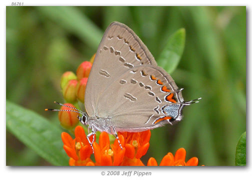 Image of Edwards Hairstreak