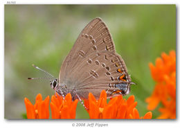 Image of Edwards Hairstreak