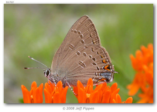 Image of Edwards Hairstreak