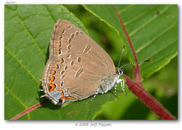 Image of Edwards Hairstreak