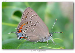 Image of Edwards Hairstreak