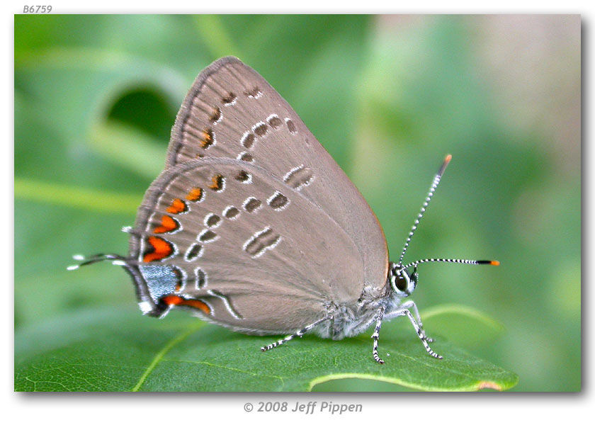 Image of Edwards Hairstreak