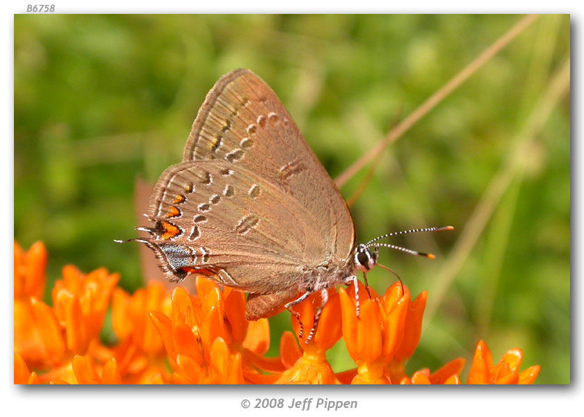 Image of Edwards Hairstreak