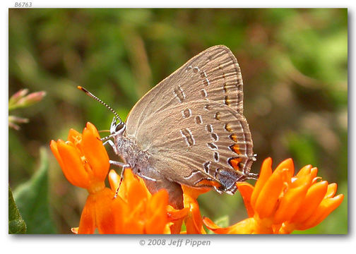 Image of Edwards Hairstreak