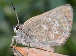 Image of Sooty Hairstreak