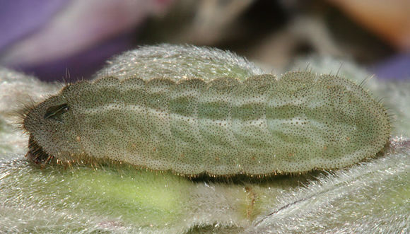 Image of Sooty Hairstreak