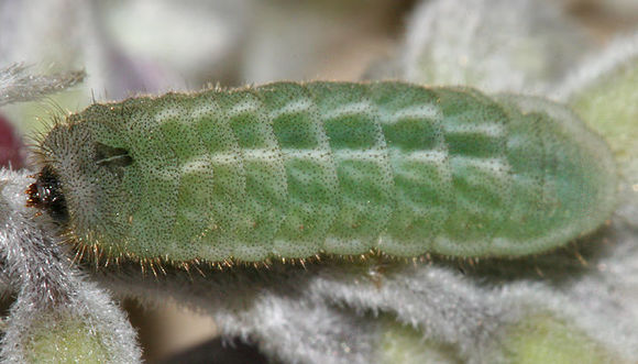 Image of Sooty Hairstreak