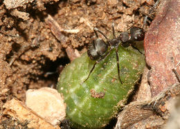 Image of Sooty Hairstreak