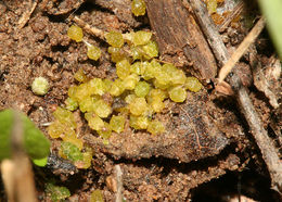 Image of Sooty Hairstreak