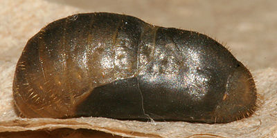 Image of Sooty Hairstreak