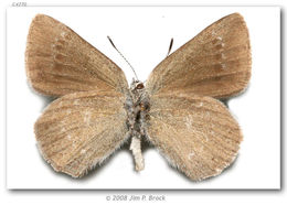 Image of Sooty Hairstreak