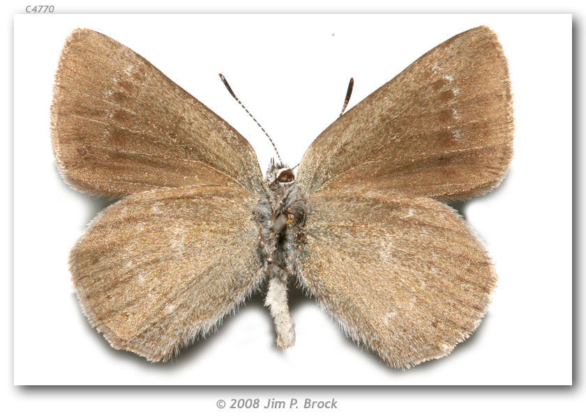 Image of Sooty Hairstreak