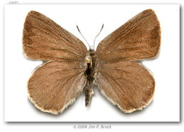 Image of Sooty Hairstreak