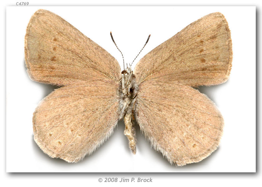 Image of Sooty Hairstreak