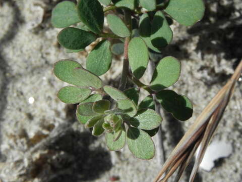 Image of Acmispon prostratus