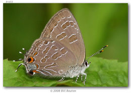 Image of Striped Hairstreak