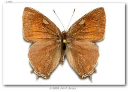 Image of Striped Hairstreak