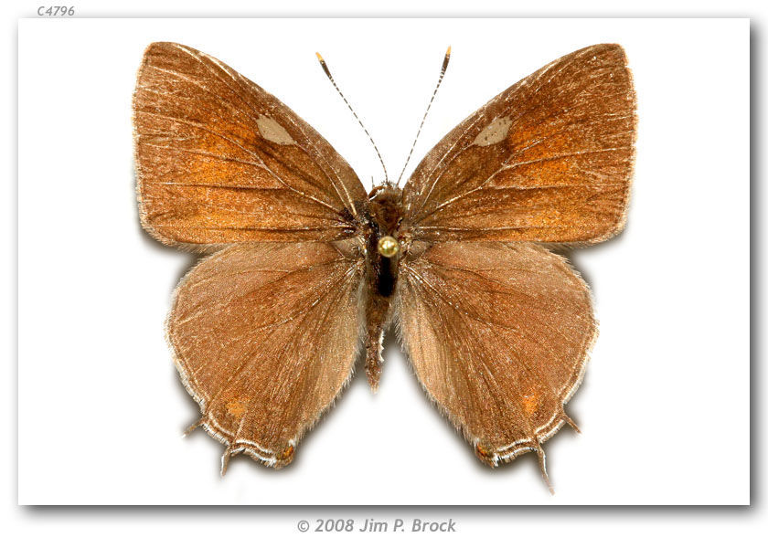 Image of Striped Hairstreak