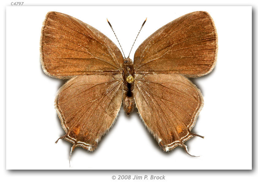 Image of Striped Hairstreak