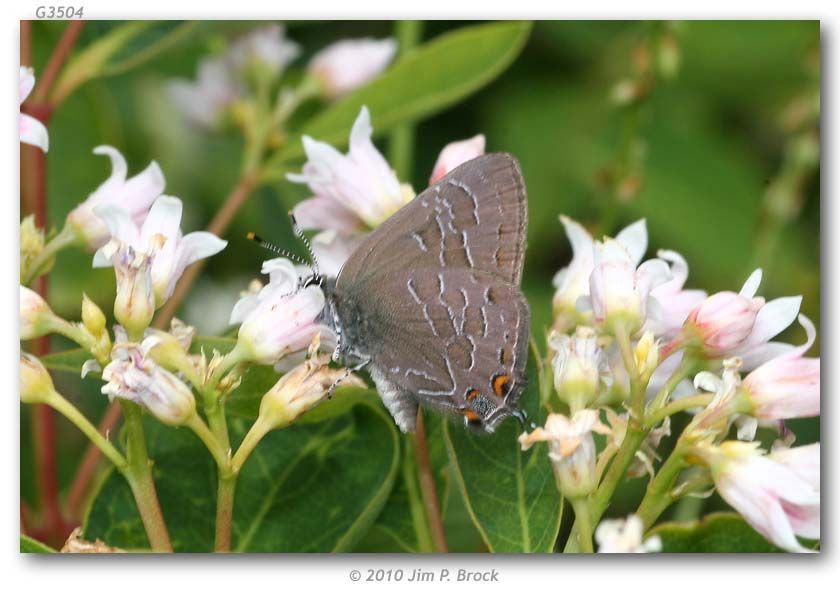 Image of Striped Hairstreak