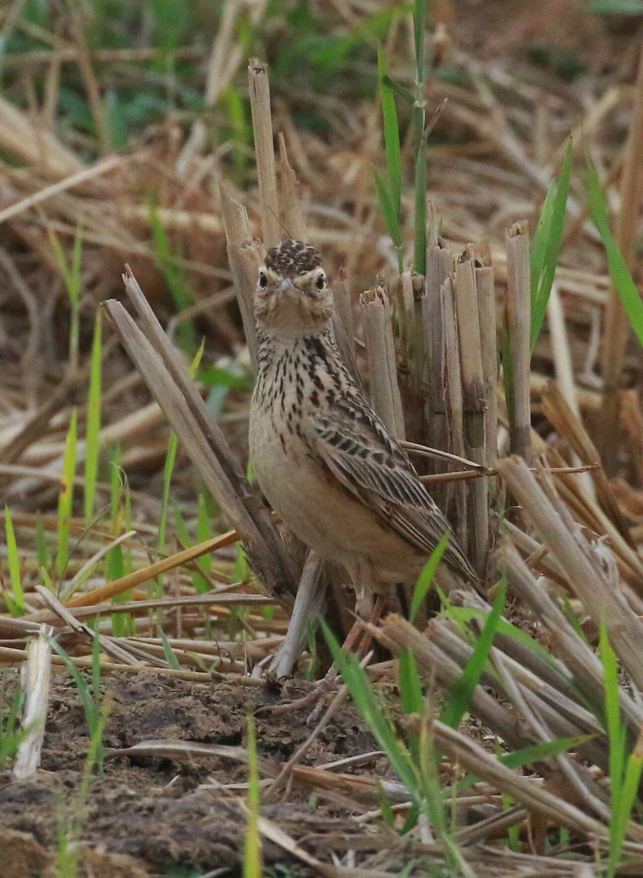 Image of Oriental Skylark