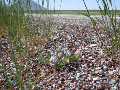 Image of browse milkvetch