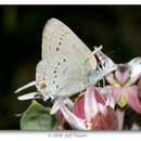 Image of <i>Satyrium sylvinus</i> (Boisduval 1852)