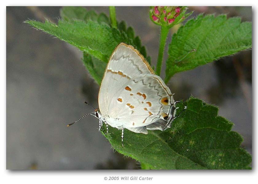 Image de Tmolus echion (Linnaeus 1767)