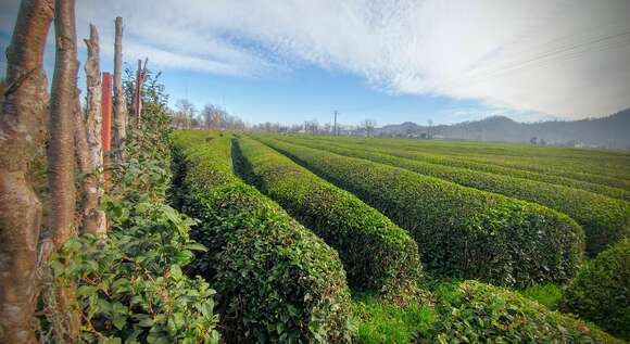 Image of Tea plant