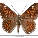 Image of Nais Metalmark