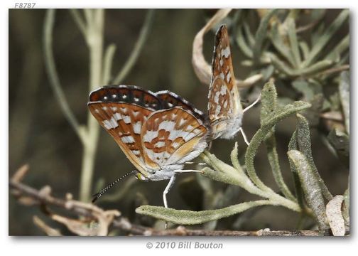 Image de Apodemia palmerii Edwards 1870