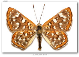 Image of Palmer's Metalmark