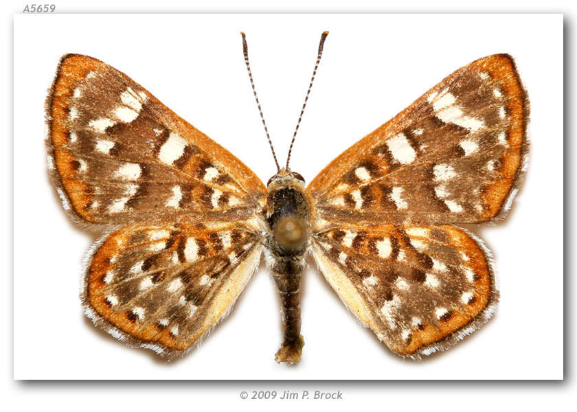 Image of Palmer's Metalmark