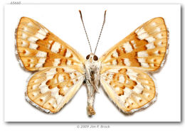 Image of Palmer's Metalmark