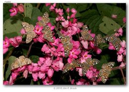 Image of Palmer's Metalmark