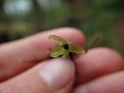 Image of rhizomnium moss