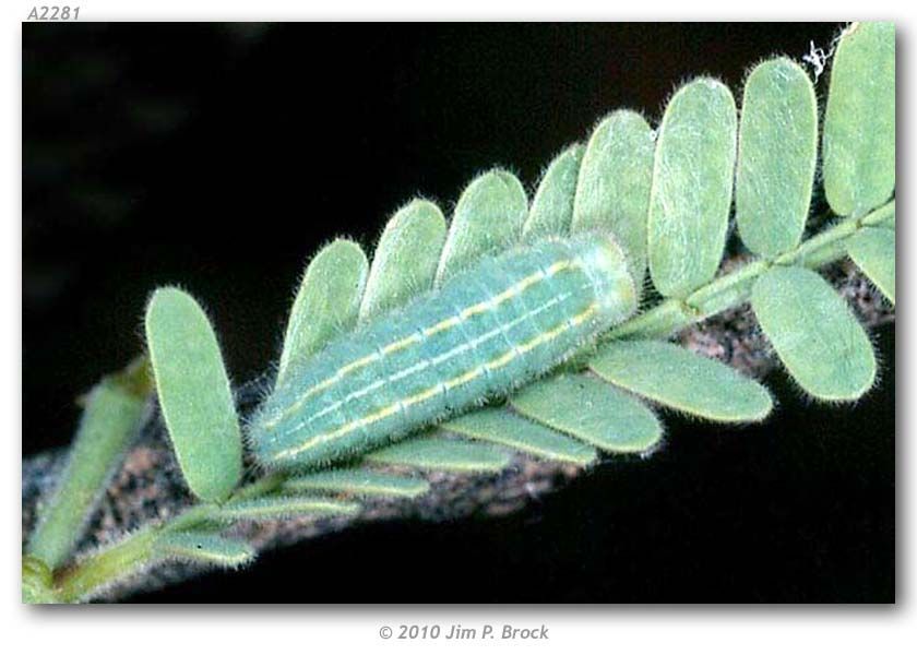 Image of Palmer's Metalmark