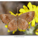 Image of Arizona Metalmark