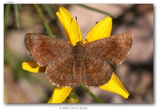 Image de Calephelis arizonensis McAlpine (1971)