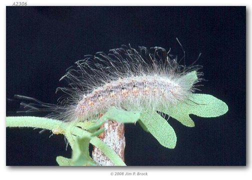 Image de Calephelis arizonensis McAlpine (1971)