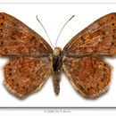 Image of Northern Metalmark