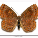 Image of Northern Metalmark