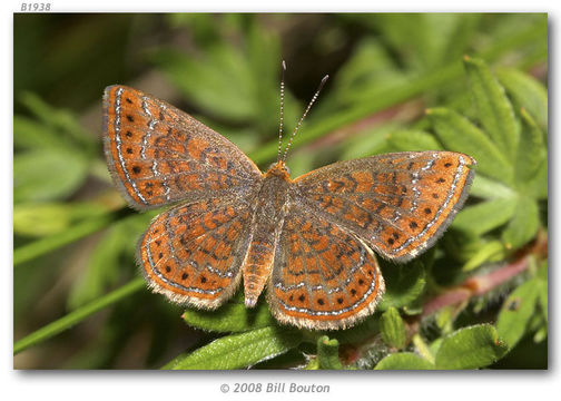 Imagem de <i>Calephelis muticum</i> Mc Alpine 1937