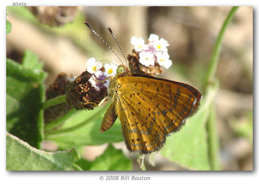 Image of Fatal Metalmark