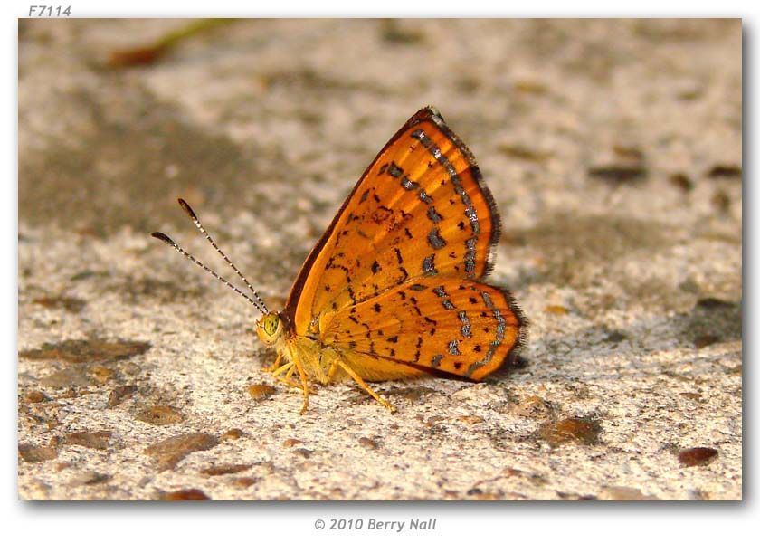 Image of Fatal Metalmark